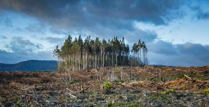 Ilustrasi Dampak perubahan iklim. (Foto: Think Landscape)